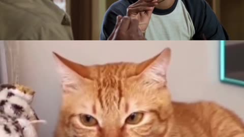 Cat re-inacts The Karate Kid