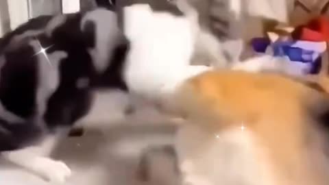 Funnyinemalvidio