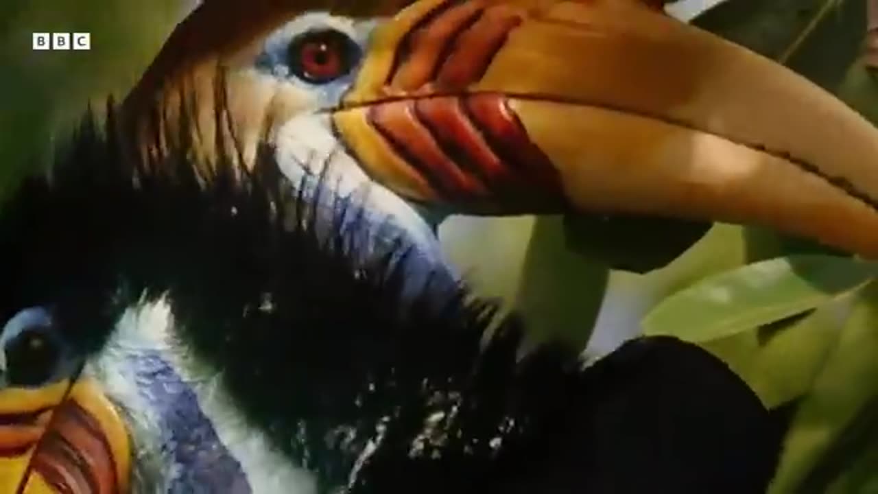 Forest: Life Bereath The Canopy