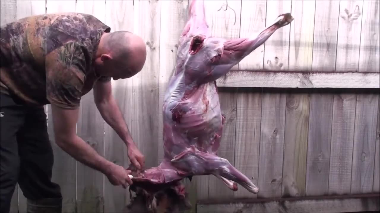 How to quarter a deer