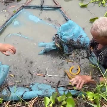 Have you guys ever seen this way to catch eel?