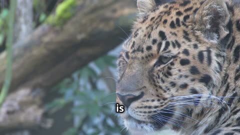 Amur Leopard Recovery A Story of Hope