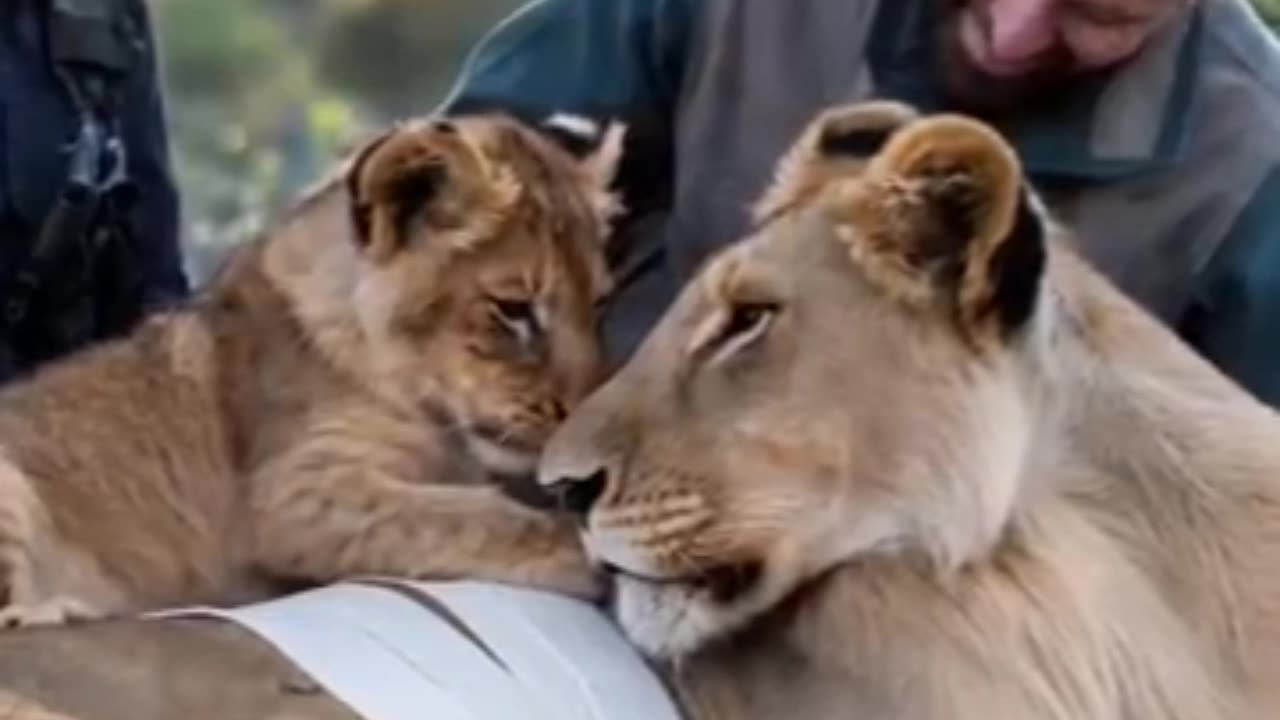 A Mother Lion Was seriously Injured by a Branch but rescuers Bravely save her