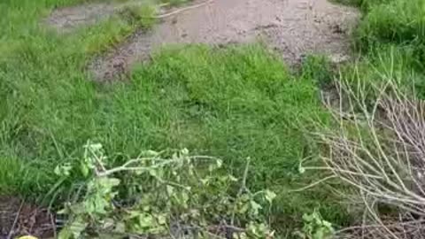 おおきな倒木が邪魔なんだよ