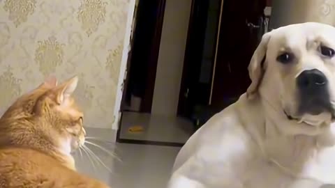 Cat and dog