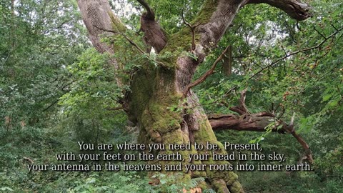 Ancient Trees Know What to do When You Don't Know What to Do