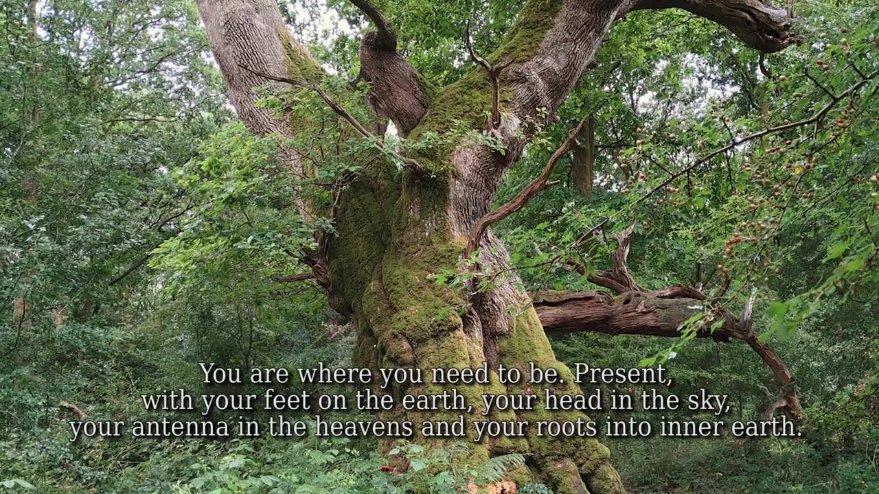 Ancient Trees Know What to do When You Don't Know What to Do