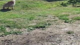 hen