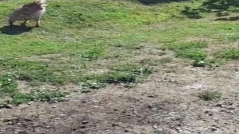 hen