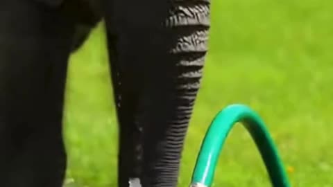 🐘💦 This Elephant Playing With a Water Pipe Is Pure Joy 😄
