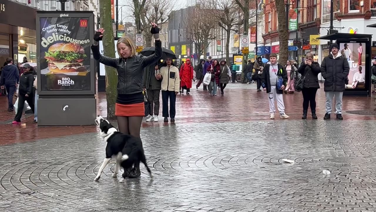 Trick Dog Dances In Town Centre