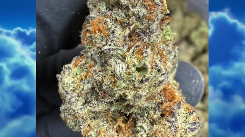 White Truffle THCa Flower | 27% Exotic Indoor Indica | Buttery-Nutty Gas | Relaxing, Calming | Bulk