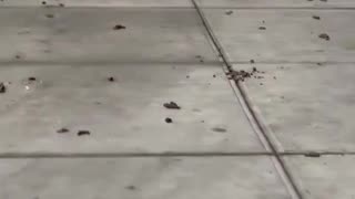 New York is shit… literally