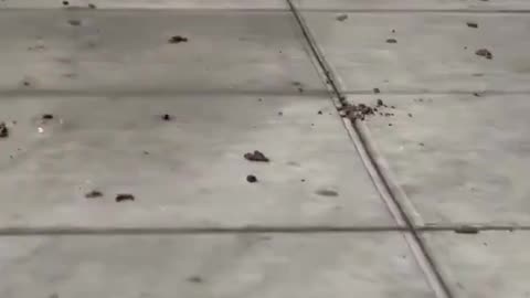 New York is shit… literally