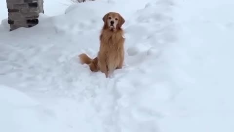 O cachorro que ama piscina