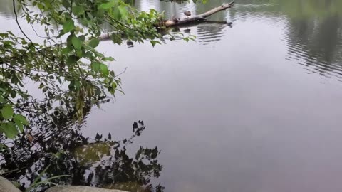 Peaceful Ducks Relaxing At The Lake