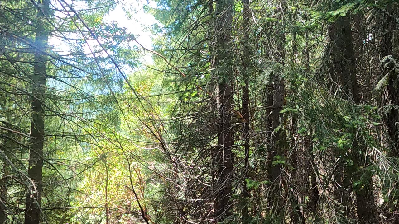 Bigfoot Evidence - massive broken tree tops across forest path