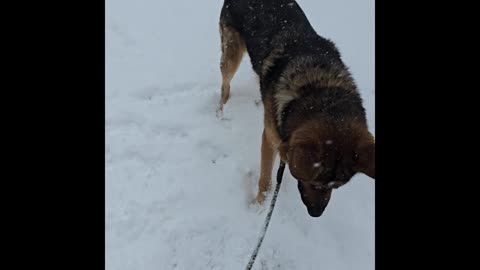 Virgil german shepherd.