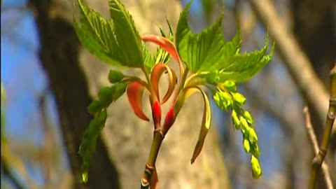 Canaan Valey National Wildlife Refuge - Canaan Valey National Wildlife Refuge - gov.fws.aws.4.1