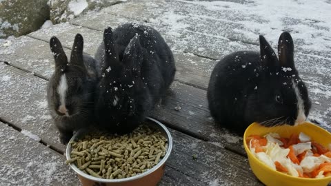 The bunnies are concentrating on lunch. (It's very important.) #SparklegleamFarm #Bunny #farm