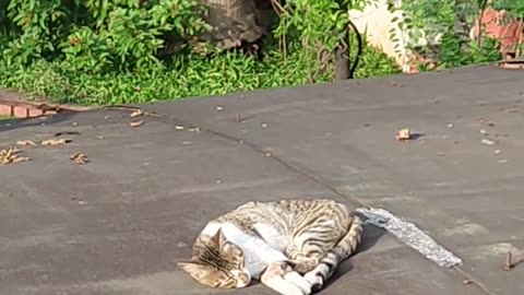 Sunbathing catto