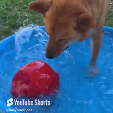 So you want a Shiba Inu