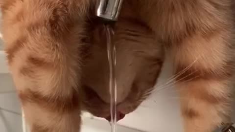 Orange Cat Hasn't Mastered Drinking Normally