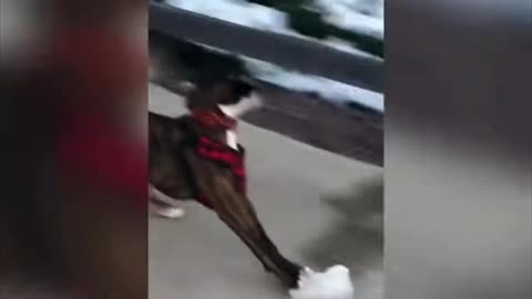 Dog fanny moments video
