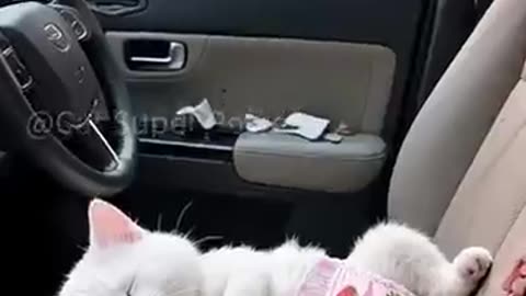 A careless cat dad beats up a beggar in the street.