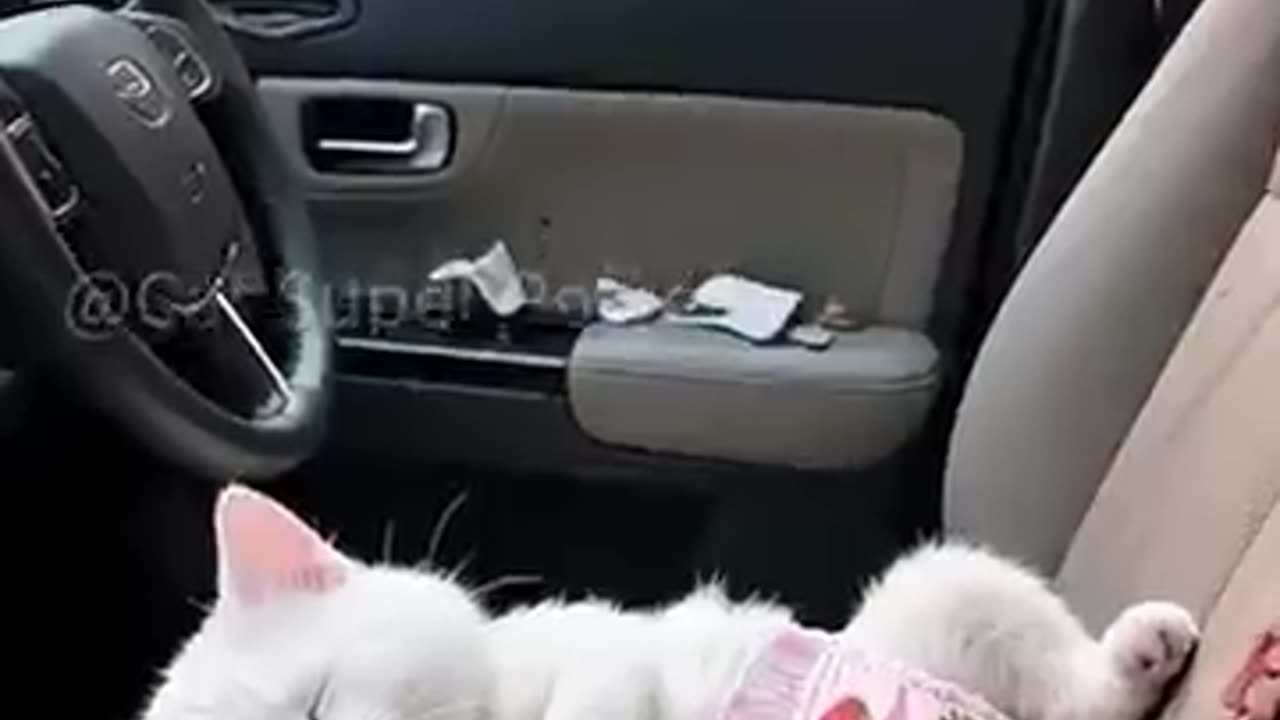 A careless cat dad beats up a beggar in the street.
