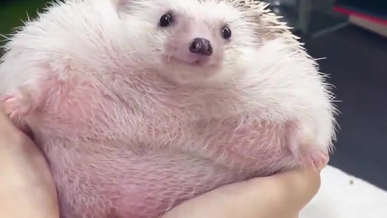 Fat Hedgehog