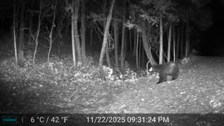 Bear Passing Through