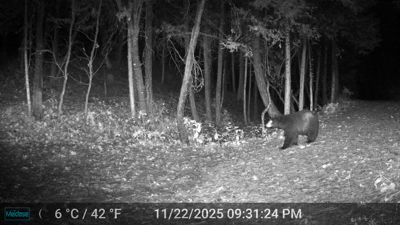 Bear Passing Through