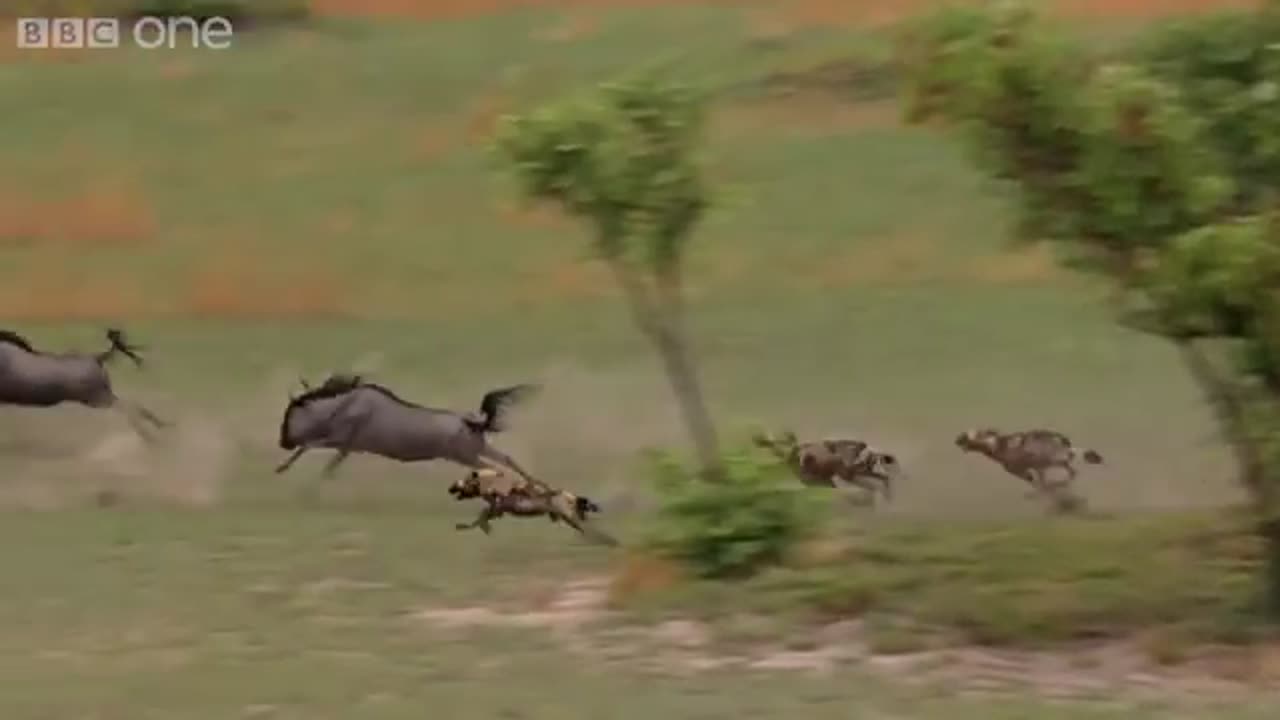 The Power of the Pack! Wild Dogs' AMAZING Relay Hunting