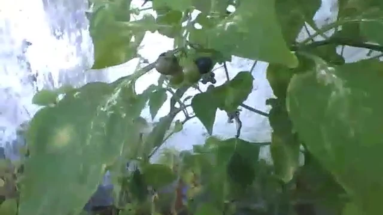 Black nightshade is a weed and the fruits are toxic, DO NOT EAT! [Nature & Animals]