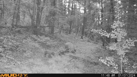 Bear with cubs