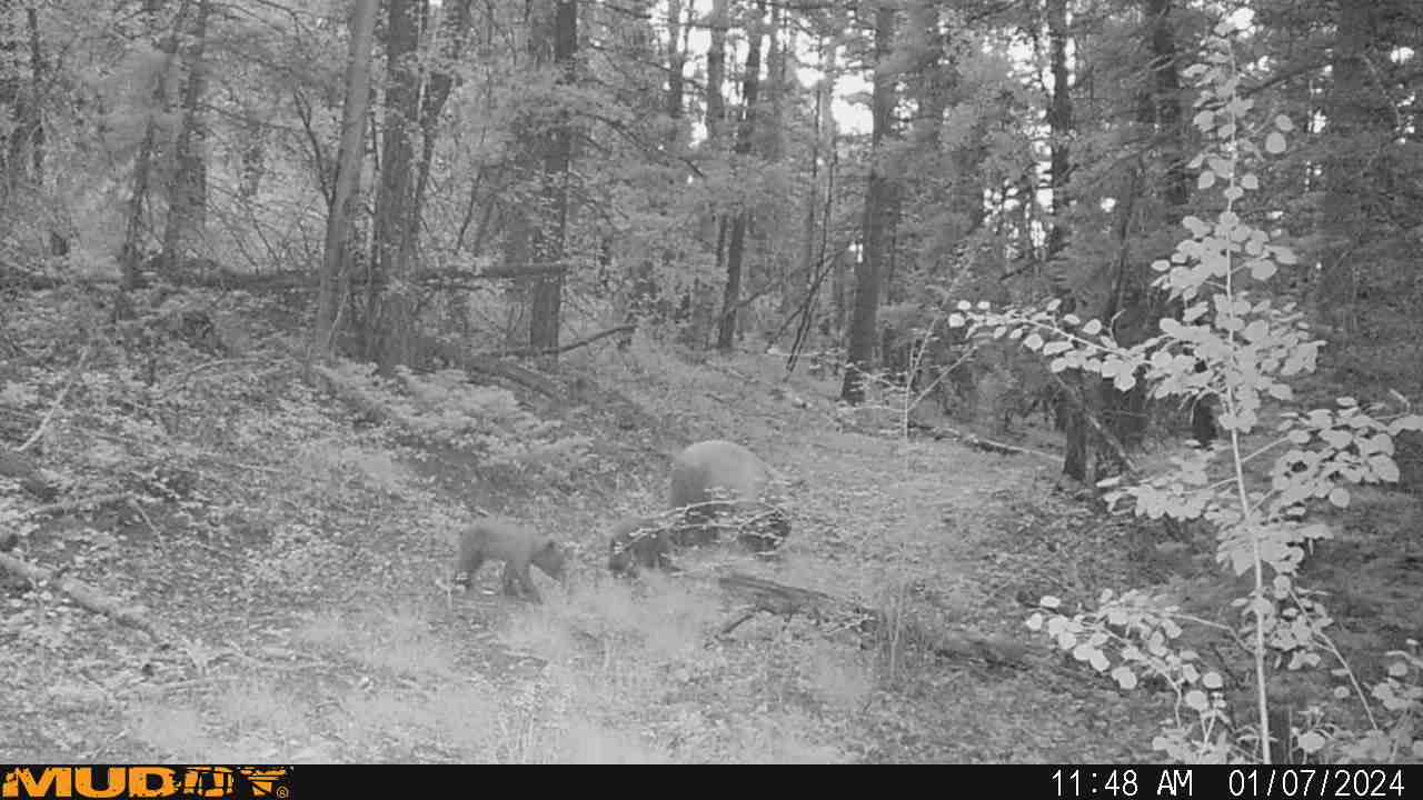 Bear with cubs