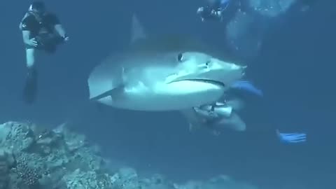 Shark core.