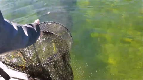 Catch and releasing Migrant eels