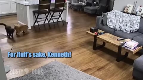 Animals gone wild 😂🤣