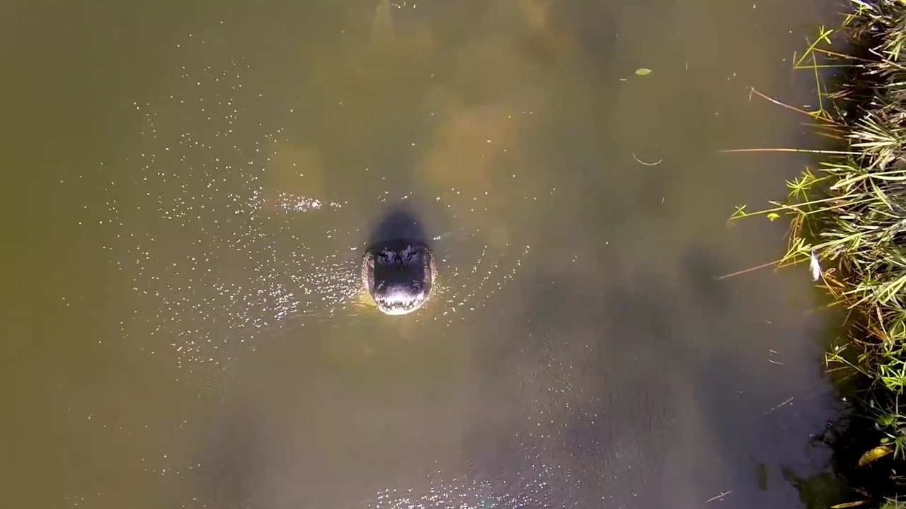 Alligators Don't Like Drones!