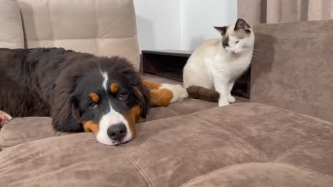 Bernese Mountain Dog Puppy Attacked by Kitten