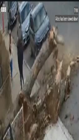 **Pedestrians Dodge Falling Tree in Brooklyn**
