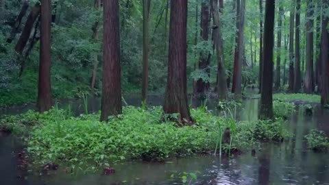 The streams and rain in the valley