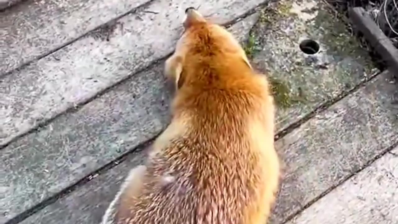 Cat Dog
