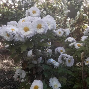 White greetings of autumn