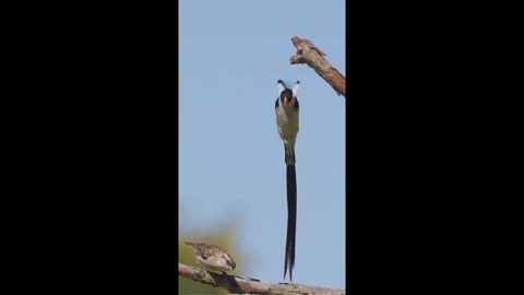 Mating dance to music. lol male pin-tailed whydah performing dramatic dance