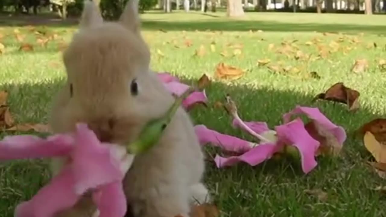 The little cute rabbit,Bunny rural cute pet