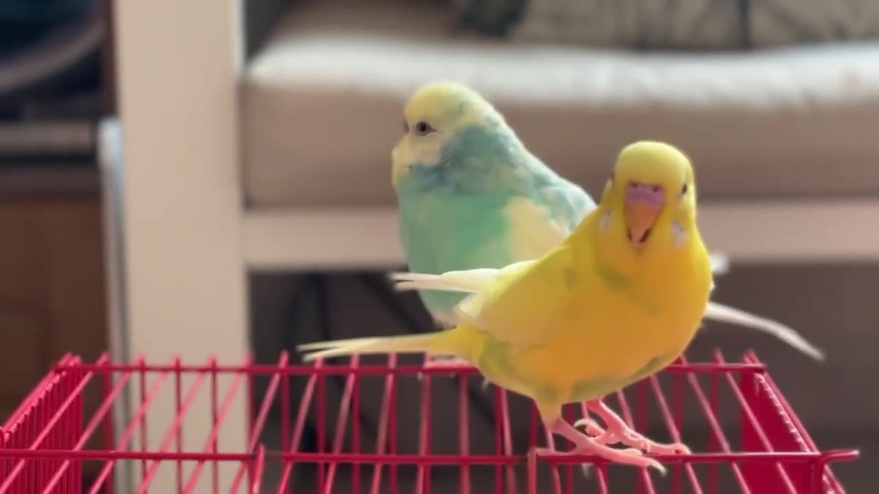 Budgie playing and having fun _ Relaxing budgie sounds