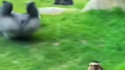 Gorilla reaction to magic trick